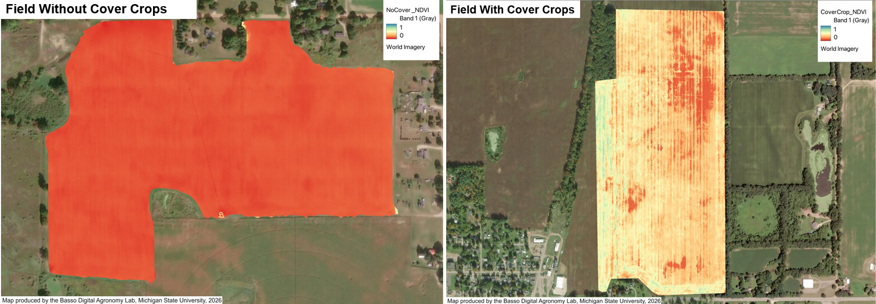 Side-by-side aerial NDVI maps comparing two agricultural fields. The left image, labeled &ldquo;Field Without Cover Crops,&rdquo; is mostly uniform orange-red, indicating low vegetation activity across the field. The right image, labeled &ldquo;Field With Cover Crops,&rdquo; shows a mix of lighter yellow, green, and some red streaks, indicating more variable and generally higher vegetation activity. Surrounding areas include nearby fields, trees, roads, and buildings.